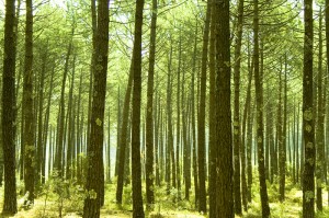 Appel à Projets Eco-Industries : financement du projet NEOLIGNOCOL porté par RESCOLL