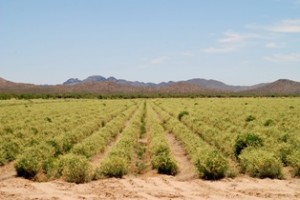 RESCOLL involved in the "EAGLE" project : Guayule, a multipurpose crop as the solution to the shortage of natural rubber in Europe